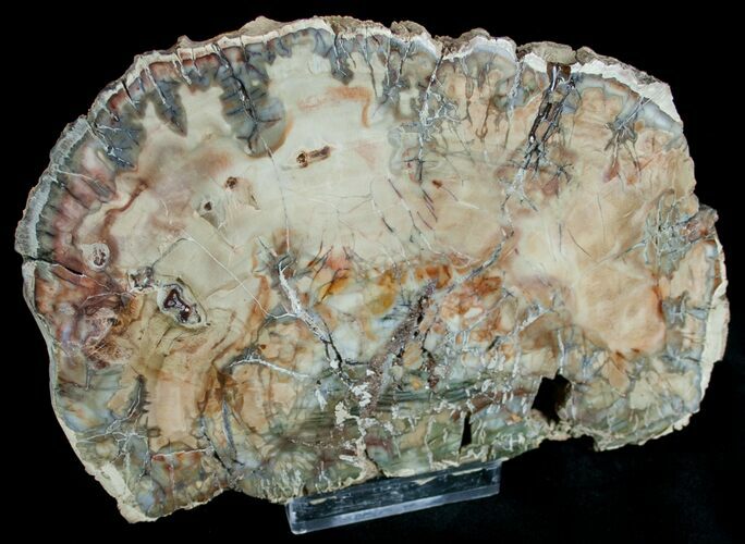 Beautiful Araucaria Petrified Wood Slab - x #6764